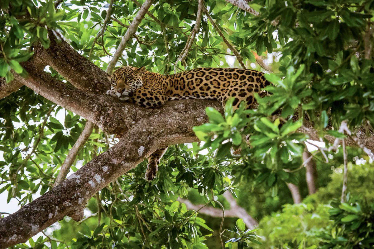 UNDP's tweet photo. After #Argentina established a green corridor in MIsiones, the jaguar population doubled from 50 to 100 within 12 years! @PNUDArgentina explains how our work w/ @unredd to protect 🌳 led to a #NewDealForNature: https://t.co/Ytc0H9RUyA #CITESCOP18 #SC71 https://t.co/lqUGokRdBI