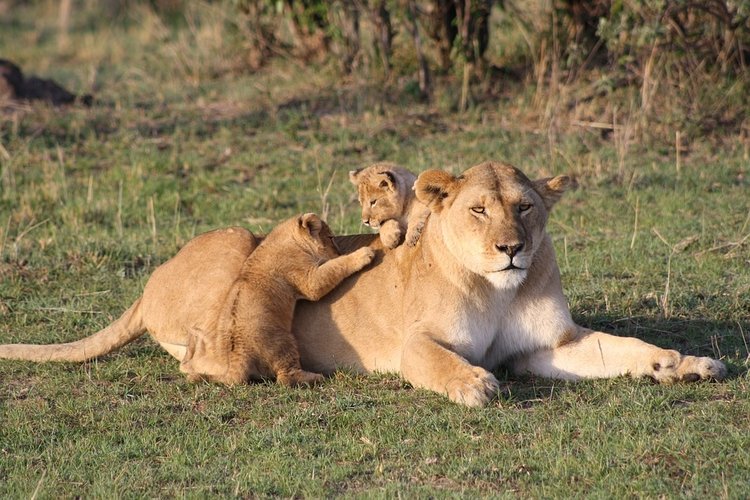 flashmctours's tweet photo. With 23 National Parks and 15 National Reserves, it is no wonder why Kenya has always been a popular safari destination. We have narrowed down the options for you. 

Read up on LINK IN BIO on what lists the top Kenya wildlife parks in 2019. #AfricaFlashMCTours https://t.co/zWYJDeGsLU