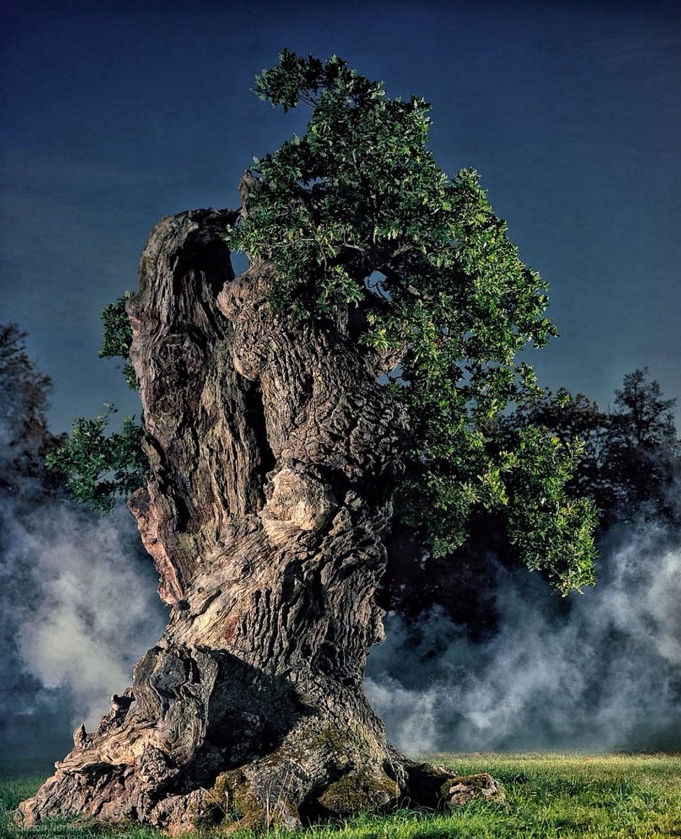 taraceagroup's tweet photo. 🔷 Photo by Simon Norfolk.
https://t.co/lTdOXeh3sr
#TreesAndForest #Serrucho #reclaimedwood #photojournalism #nature #documentaryphotography #simonnorfolk #lowlight
Via @NatGeo
https://t.co/n7pmZSoJzH https://t.co/ZU7NDmyiE1