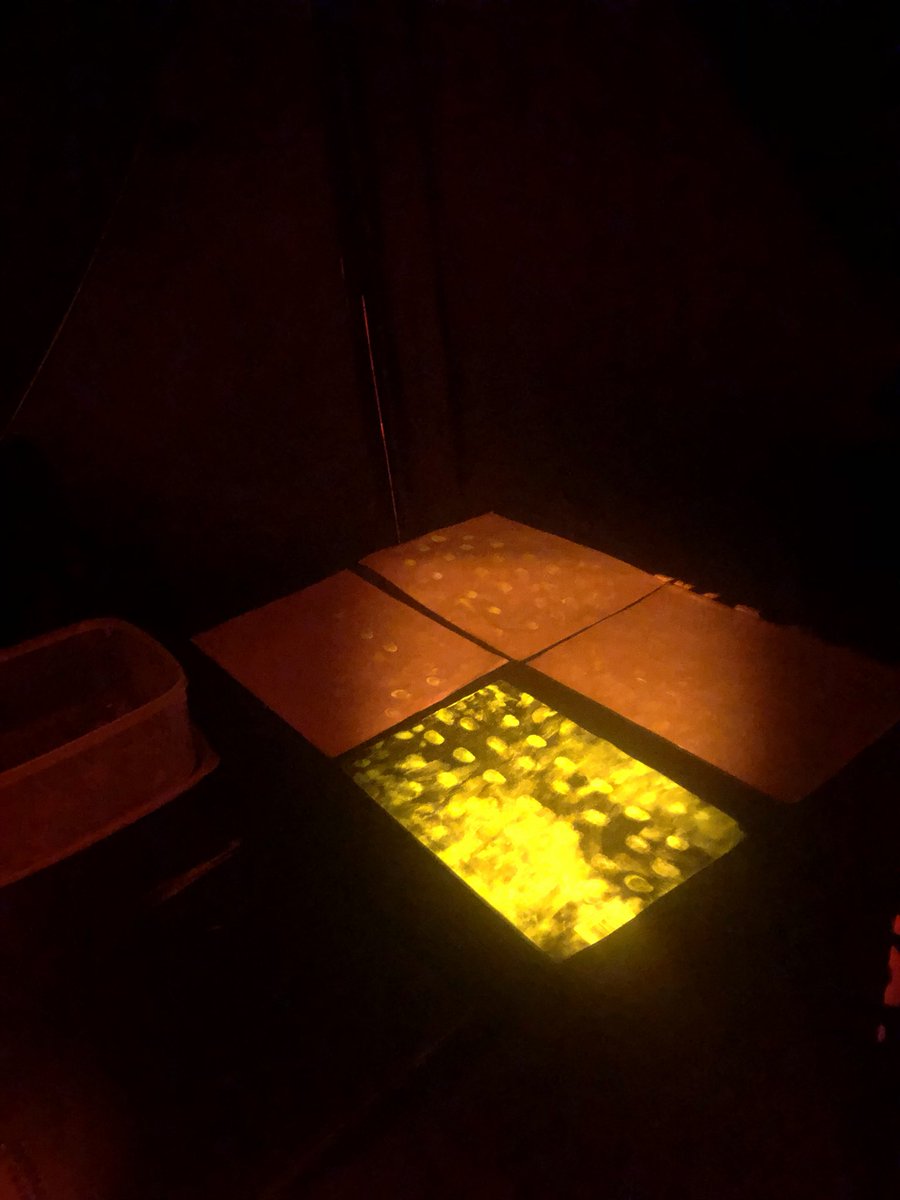 spudrozzer1's tweet photo. #BlackOutTent #LightShow #DFO #ArchaeologicalBone #Semen #Saliva #CoperTree #Forensics #IAI https://t.co/BDwAe3JCkK
