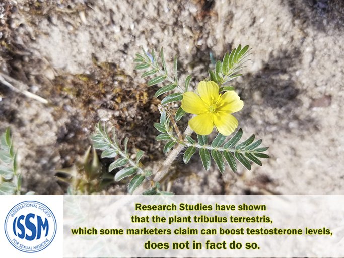 ISSM_INFO's tweet image. Research Studies have shown that the plant #TribulusTerrestris, which some marketers claim can boost testosterone levels, does not in fact do so. 
ow.ly/nWnN50vwESp