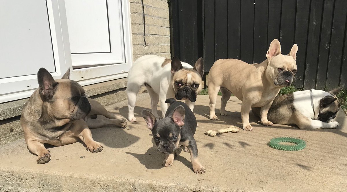 At last I’ve managed to get all 5 of them together 😂 @yesiscoming @FrenchiesFriend @FrenchieManny @frenchbulldogfc @FrenchBulldogD @frenchbullpuppy @frenchbull @seanburns3 @MissChloePaws