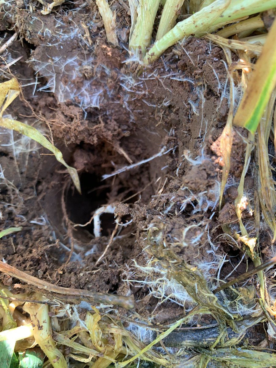 grassrootsag's tweet image. Mass of surface roots present in companion Kittyhawk wheat. Turnips, radish &amp;amp; vetch now terminated &amp;amp; wheat left to go through for harvest. Grazing crops have done a huge job filling winter feed gaps this year. @awlhillside @SamLehmann92