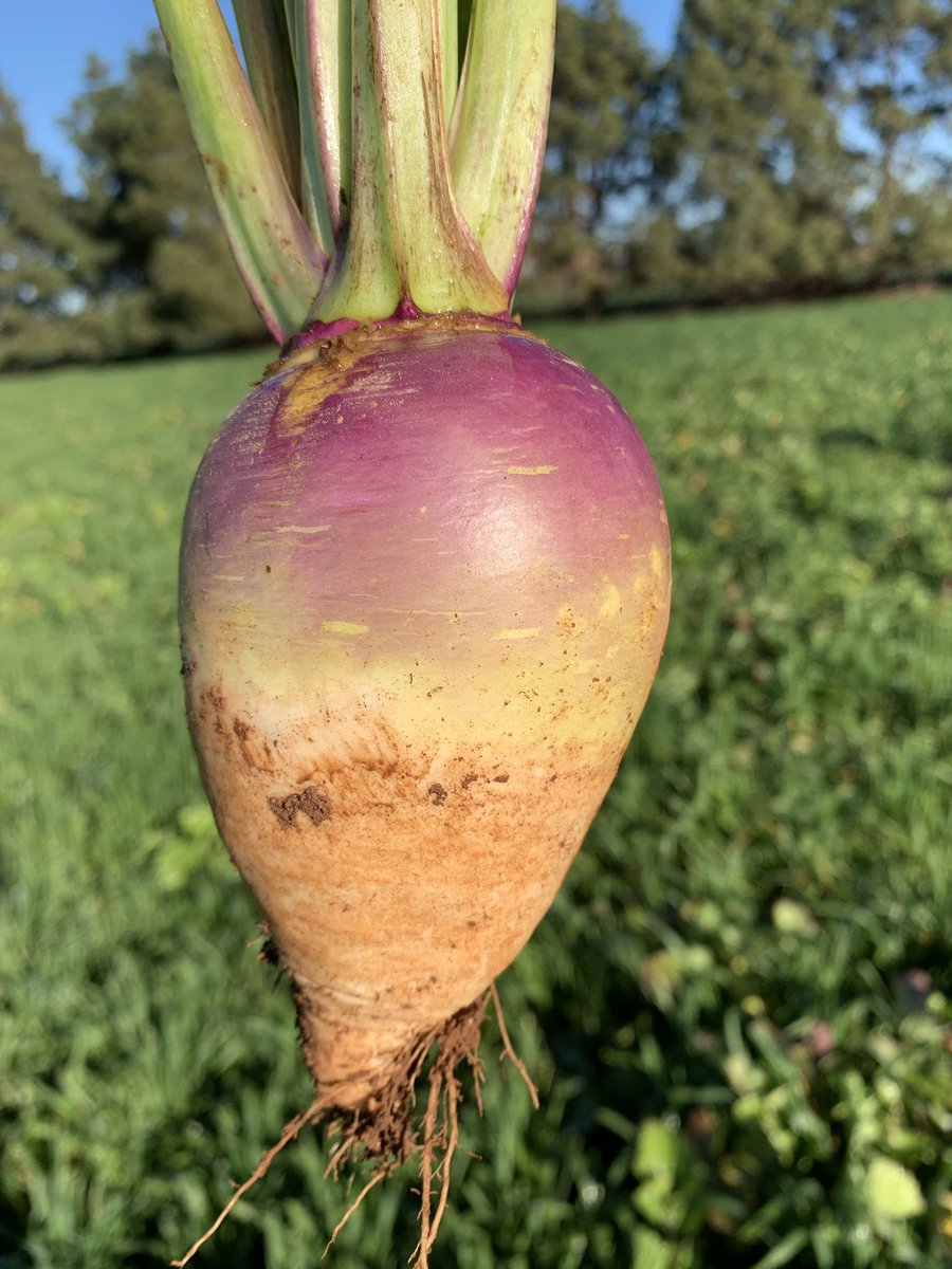 grassrootsag's tweet image. Mass of surface roots present in companion Kittyhawk wheat. Turnips, radish &amp;amp; vetch now terminated &amp;amp; wheat left to go through for harvest. Grazing crops have done a huge job filling winter feed gaps this year. @awlhillside @SamLehmann92