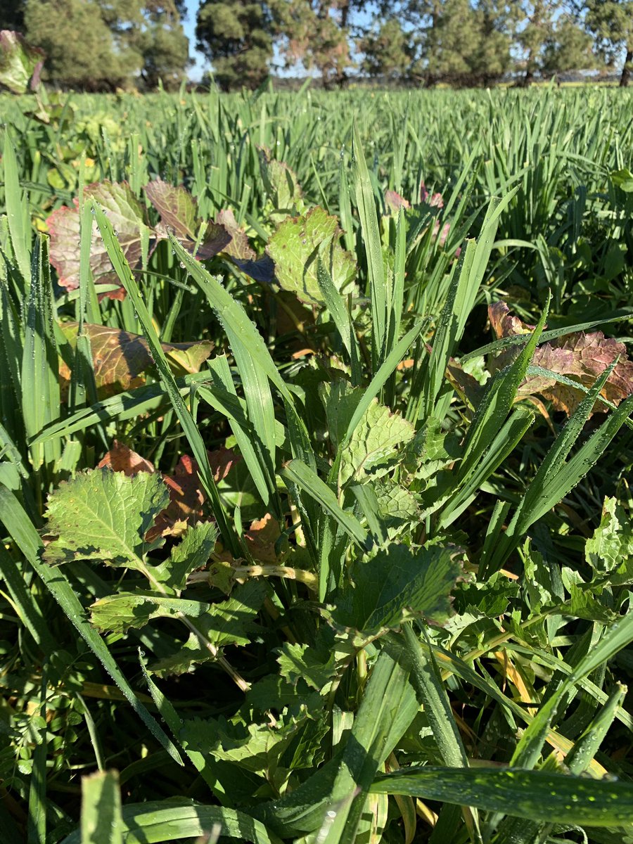 grassrootsag's tweet image. Mass of surface roots present in companion Kittyhawk wheat. Turnips, radish &amp;amp; vetch now terminated &amp;amp; wheat left to go through for harvest. Grazing crops have done a huge job filling winter feed gaps this year. @awlhillside @SamLehmann92