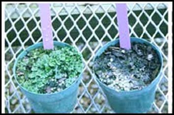 ProductsPlant's tweet photo. Weeds can be overwhelming when the season is busy. Plant Products has Pre-Emergent, Contact, Systemic and Broad-spectrum Herbicides available. Ask your sales rep for more info. #weeds #plantproducts https://t.co/ks4KgZVCHR https://t.co/Xy6oQrphDe