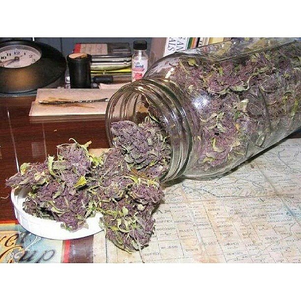 EuniceCheng12's tweet photo. Best strains available 🤘 https://t.co/RkVF9vvhn0