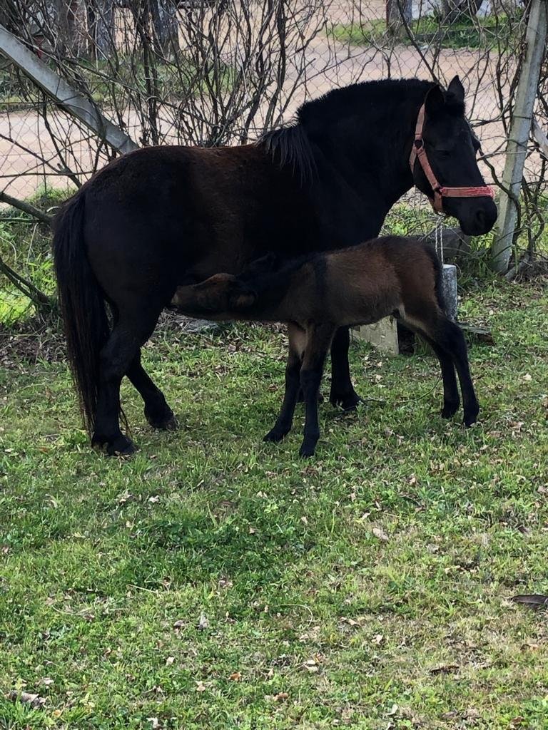 ImprimexUY's tweet photo. Nos alegra mucho contarles que ayer se sumó a la Familia granjera de Imprimex una hermosa mula.

¿Qué nombre le ponemos? https://t.co/x2lUWxDU9l