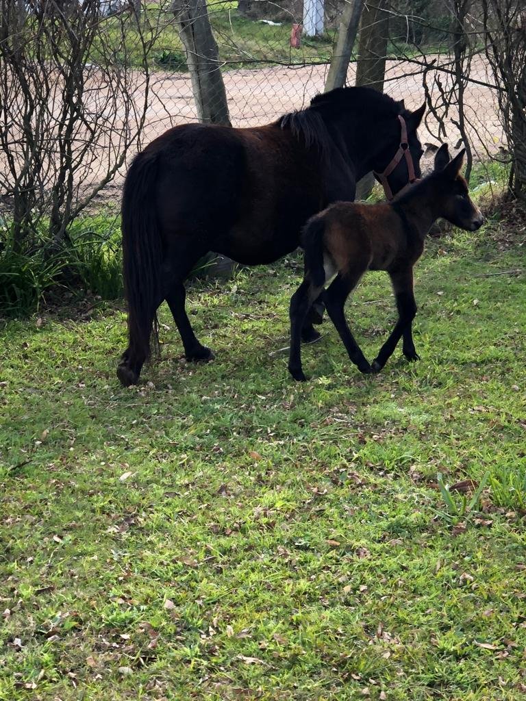 ImprimexUY's tweet photo. Nos alegra mucho contarles que ayer se sumó a la Familia granjera de Imprimex una hermosa mula.

¿Qué nombre le ponemos? https://t.co/x2lUWxDU9l