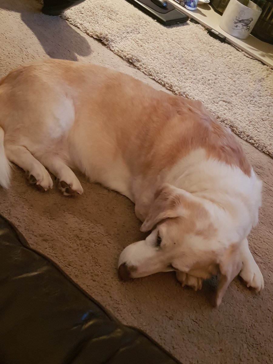 TheBowers78's tweet photo. Finally home to give this one well deserved cuddles! I hate being away  for so long 😥
#shiftworksucks https://t.co/8QqADtZfpe