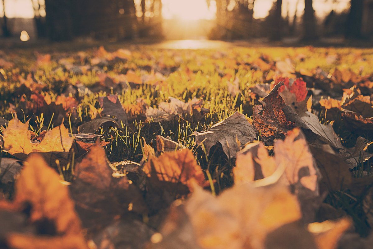 Más cursos para empezar el otoño.🍂
Yolandaproponet.com