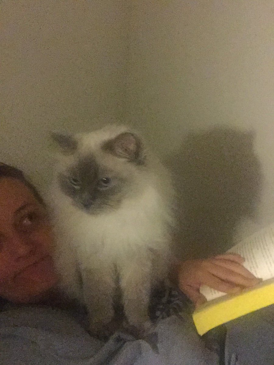 Tonksies1987's tweet photo. Pff reading, much more interesting to look at me #WhatAzaIsThinking #Probably #WhyReadABook #WhenYouHaveACat https://t.co/XPzFHWchea