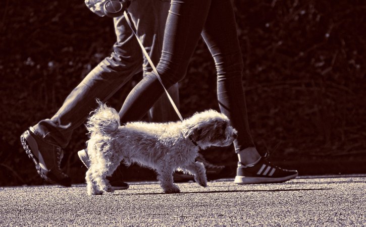 Dog owner prosecutions prompt #microchip reminder. #Manchester #Dogs

ow.ly/P45650vwG8D

#TheNubianTimes