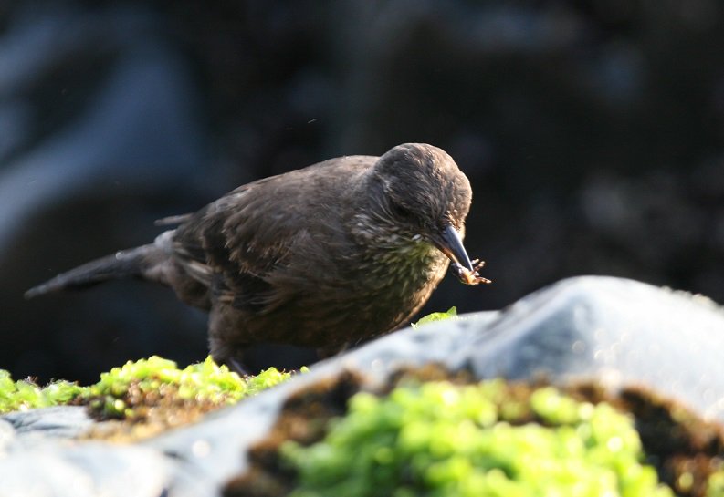 NGOMundoAzul's tweet photo. Support the conservation of Peruvian seaside cinclodes, rare endemic endangered bird species of Peru Cinclodes taczanowskii protected areas research projects
https://t.co/pKVSlnDLsh https://t.co/dWnKcPdbAC