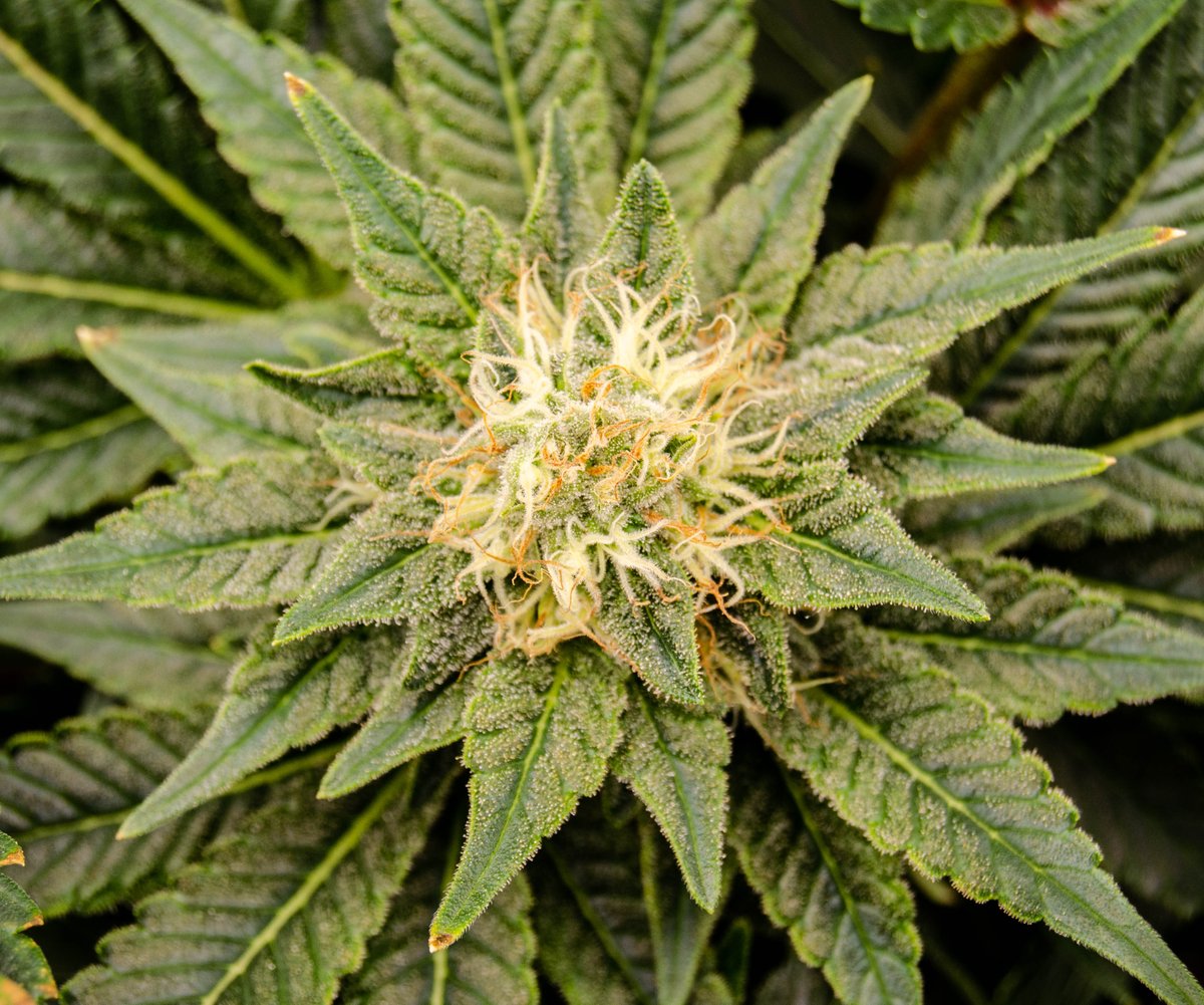 PureMagicGroup's tweet image. Marijuana goes through different stages of growth before you even begin to see the beautiful buds flourish. Watching cannabis grow through all four stages of its developmental process can be quite the experience. #puremagicgroup #feelthemagic #tastethemagic #gotmagic #washington