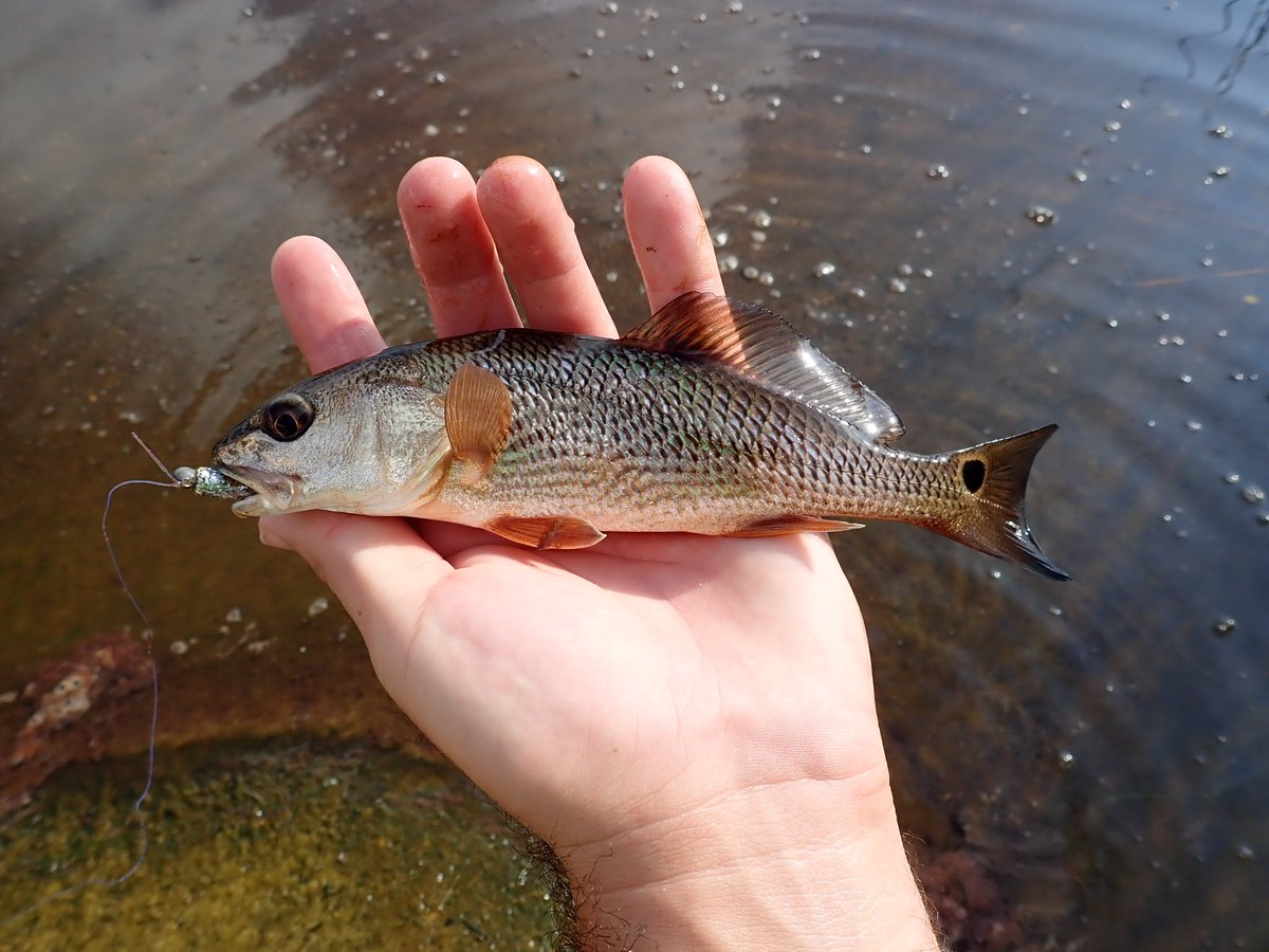 riverrat090's tweet photo. Coastal dune lakes provide a brackish water home for a variety of fish species.  #dunelake #powelllake #florida https://t.co/Vs0HJwlpiW