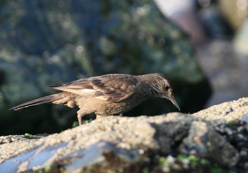 NGOMundoAzul's tweet photo. Support the conservation of Peruvian seaside cinclodes, rare endemic endangered bird species of Peru Cinclodes taczanowskii protected areas research projects  #endangeredanimals 
https://t.co/DGKzewcJ76 https://t.co/kfvcRG93SJ