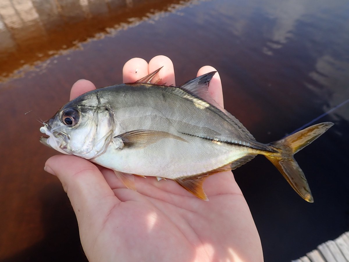 riverrat090's tweet photo. Coastal dune lakes provide a brackish water home for a variety of fish species.  #dunelake #powelllake #florida https://t.co/Vs0HJwlpiW