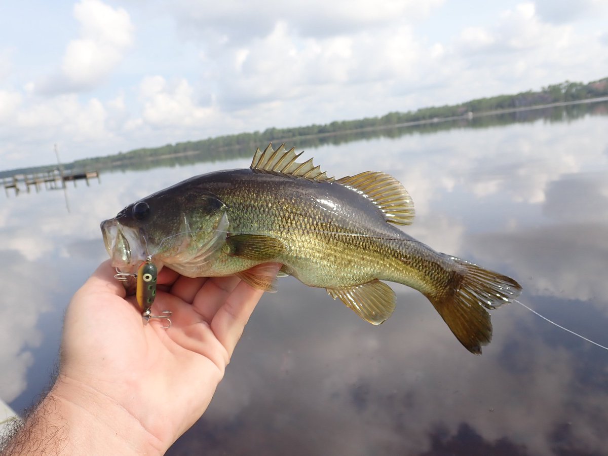 riverrat090's tweet photo. Coastal dune lakes provide a brackish water home for a variety of fish species.  #dunelake #powelllake #florida https://t.co/Vs0HJwlpiW