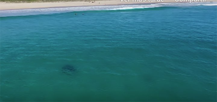 Niño estaba en la orilla de la playa y nadie se percató de que un tiburón lo acompañaba (+video)
 - noticias24.com/mascotas/notic…