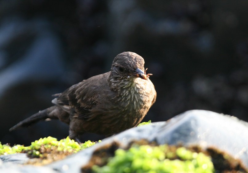 NGOMundoAzul's tweet photo. Support the conservation of Peruvian seaside cinclodes, rare endemic endangered bird species of Peru Cinclodes taczanowskii protected areas research projects
#biodiversity #birdsofperu
https://t.co/DGKzewcJ76 https://t.co/Oeu5PC1Qez