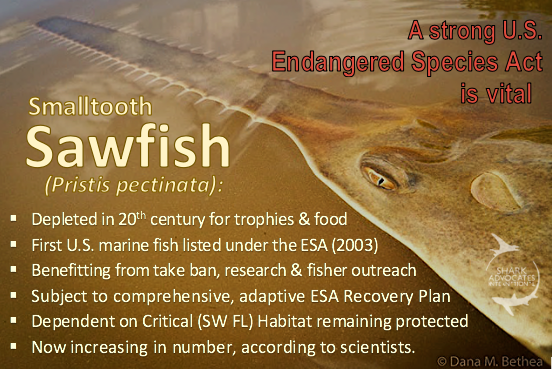 SharkAdvocates's tweet photo. A downward trend in U.S. Smalltooth Sawfish has reversed since the 2003 #EndangeredSpeciesAct listing. Florida's population is now considered a lifeboat &amp; a model for the Atlantic. Keeping the #ESA strong is vital for continuing recovery: https://t.co/YlktFFpSX2 #StopExtinction https://t.co/67S31EI4w9