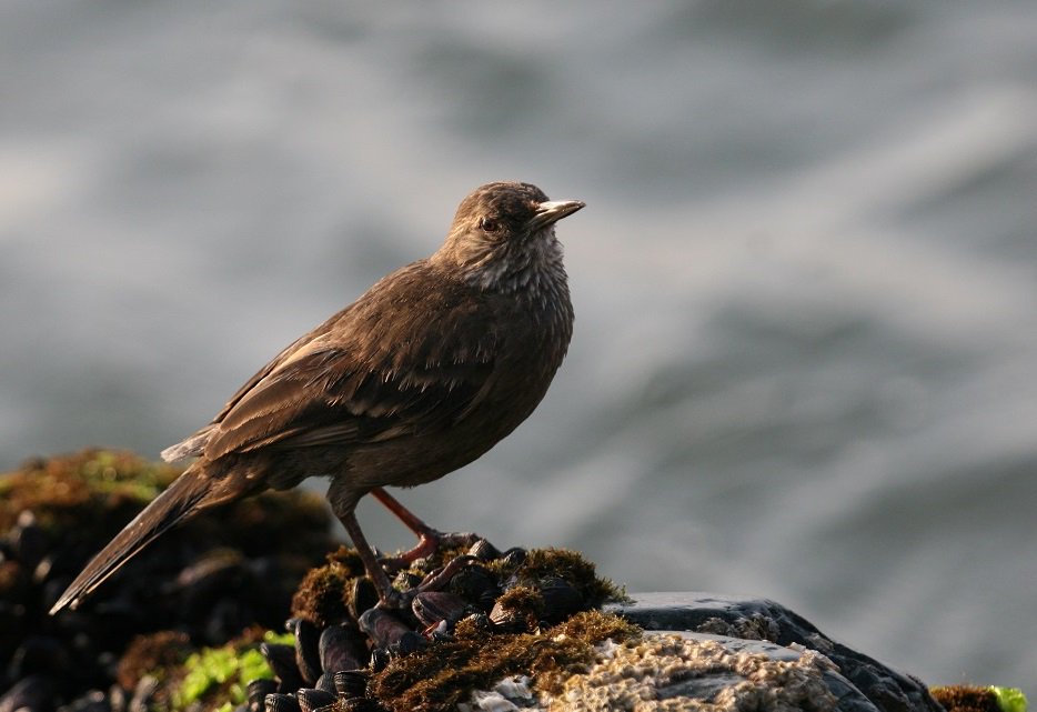 NGOMundoAzul's tweet photo. Support the conservation of Peruvian seaside cinclodes, rare endemic endangered bird species of Peru Cinclodes taczanowskii protected areas research projects 
#endangeredspecies 
https://t.co/DGKzewujYE https://t.co/0cAoUl641S