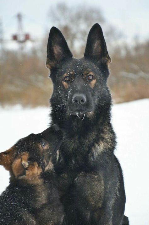 PastorAleman_MX's tweet photo. Hola #FelizMartes a todos!!
¿Sabias que el #PastorAlemán es la raza canina con mas variaciones de color en el pelaje?
Hoy en los #ColoresDelPastorAlemán te presentamos al #DarkSable
Los hay en pelo corto y pelo largo, proviene de Europa del Este y es 100% de líneas de trabajo https://t.co/6Ar6GOP5Gz