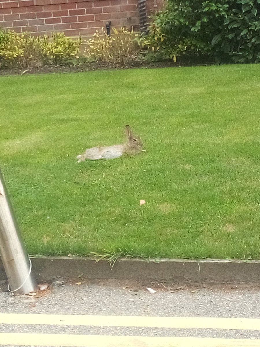 Isa Dutse (@ijdutse) on Twitter photo ...our friendly neighbor enjoying the grassy landscape <a href="/ehucareers/">EHU | Careers</a>,<a href="/EHULearnService/">EHU | Library and Learning Services</a> ...our friendly neighbor enjoying the grassy landscape <a href="/ehucareers/">EHU | Careers</a>,<a href="/EHULearnService/">EHU | Library and Learning Services</a>