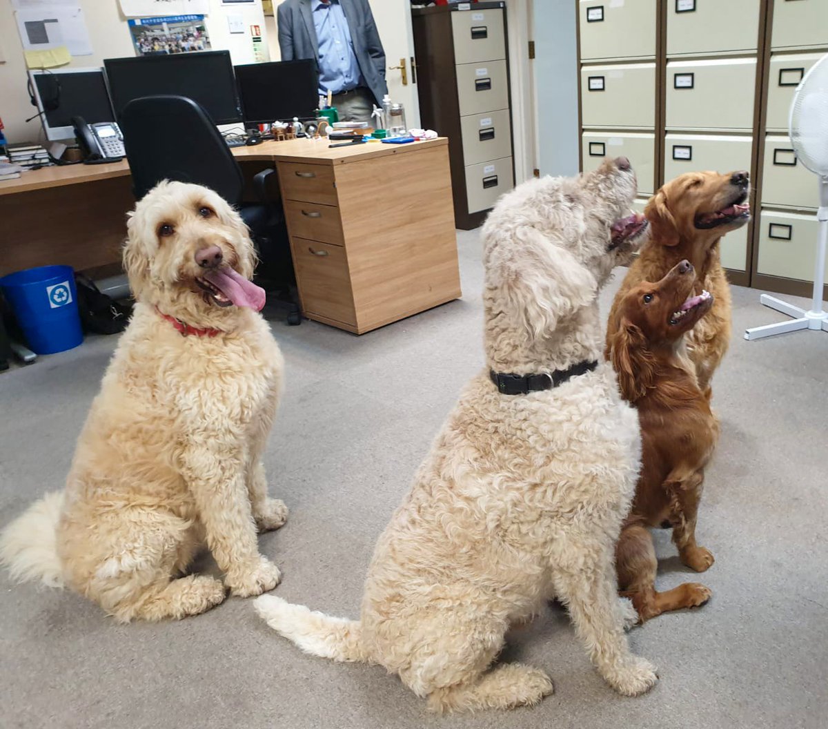 aessolar's tweet photo. A strong contender for #TongueOutTuesday from some of our four-legged visitors to the AES Solar office, looking pawsitively captivated by the latest Tuesday Toolbox talk...or a treat. Probably just a treat. ๐ถ #SolarDogs https://t.co/HSPI8iIRZF
