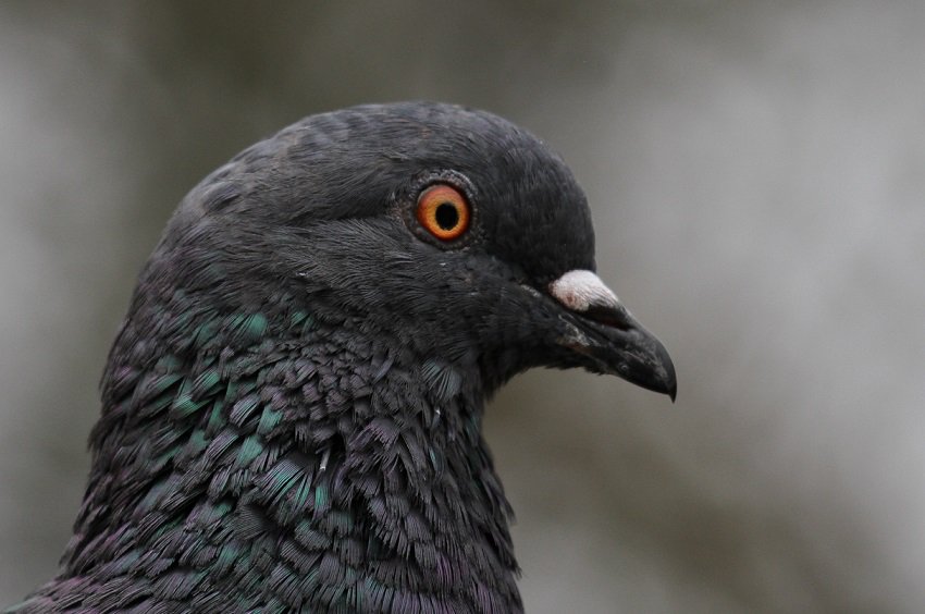 NGOMundoAzul's tweet photo. Support the conservation of bird species of the Andes of Peru Rock Dove (Columba livia) protected areas research projects
 #Andes #birdsoftheandes 
https://t.co/DGKzewcJ76 https://t.co/LC8AnOuKa3
