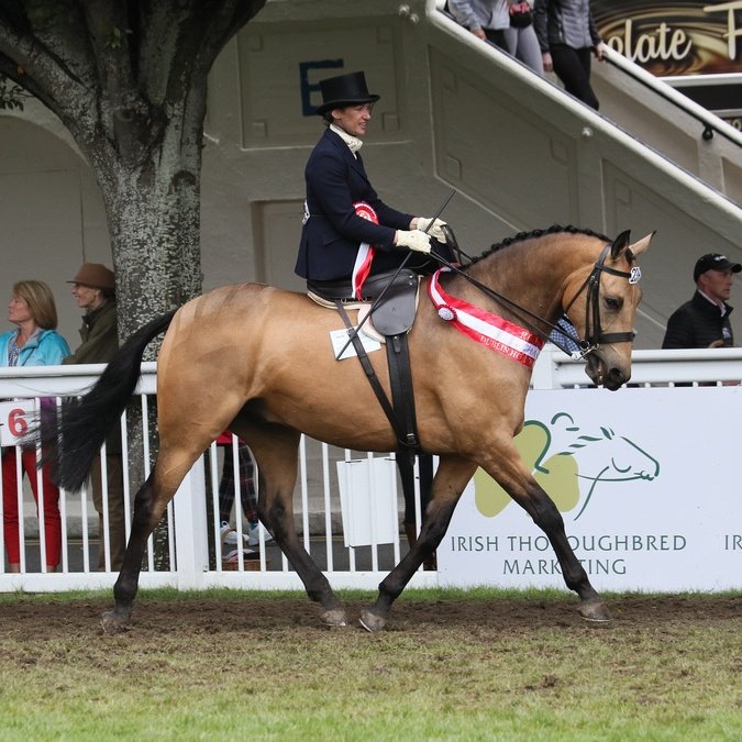 RoseahernAhern's tweet photo. Another successful RDS week with this special little horse. https://t.co/TUhyuKT3SF