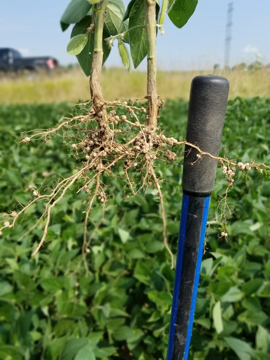 StollerOntario's tweet image. With #StollerTechnology we can improve the consistency of your crops year after. No matter what mother nature throws at them. We can manage all aspects of a plants physiology. From stress control, root growth, growth promotion, height retention etc. All mid June planted soys. 2/2