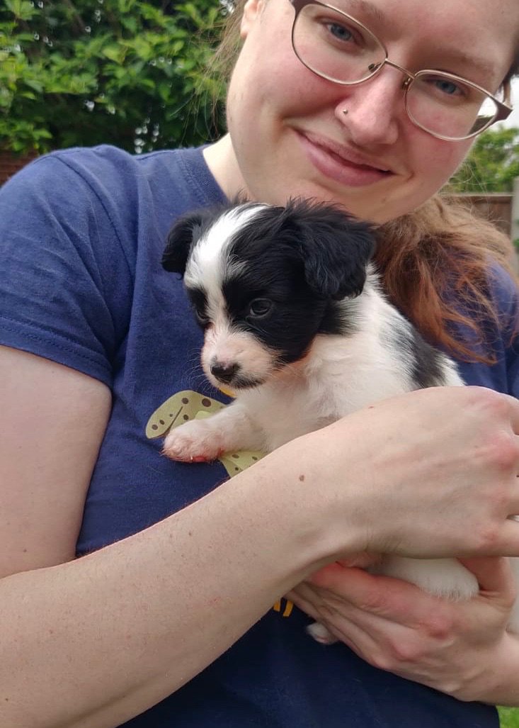 silverleaf79's tweet photo. @AmericanoOnLine Five weeks ago now but my future puppy is too adorable AND HE’S COMING HONE ON SATURDAY https://t.co/fUlGMA2hAK