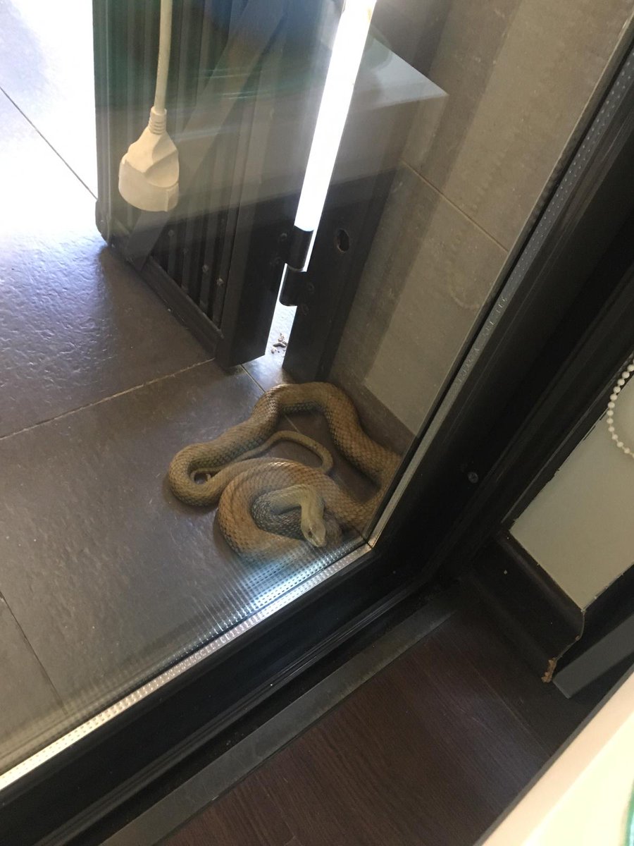 Apareix una serp de més de quatre metres a una casa d'Alfou.