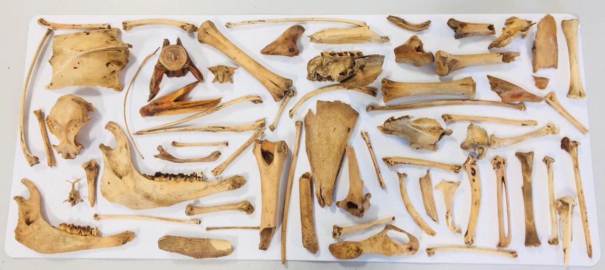 Here’s the entire deposit from a pit we uncovered from Covesea Cave 2 - you can see the sort of diversity of species I’m dealing with just in this small sample!