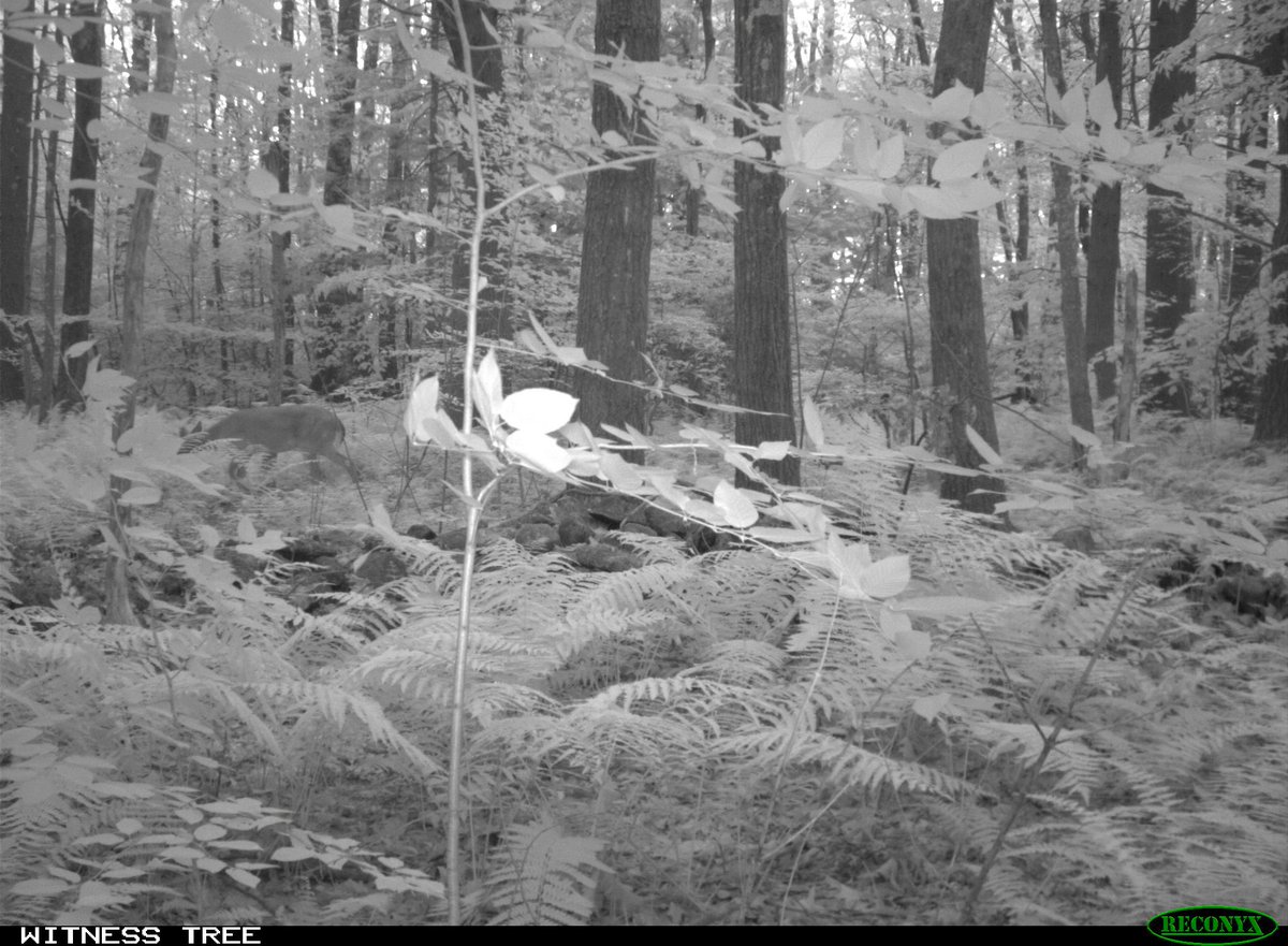 awitnesstree's tweet photo. Can you tell who's visited me this month? In summer, I provide shade and food for many animals. https://t.co/fL1PxISmp6