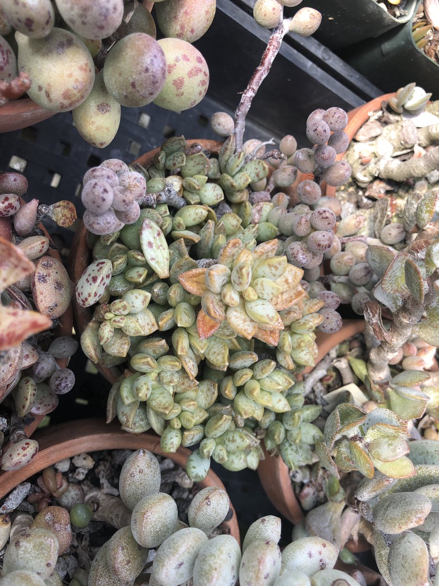 SuccInterrup_'s tweet photo. Visited my friend’s house and OMG she has a lot of unusual #Adromischus #succulents https://t.co/VFJ8iRqx3J