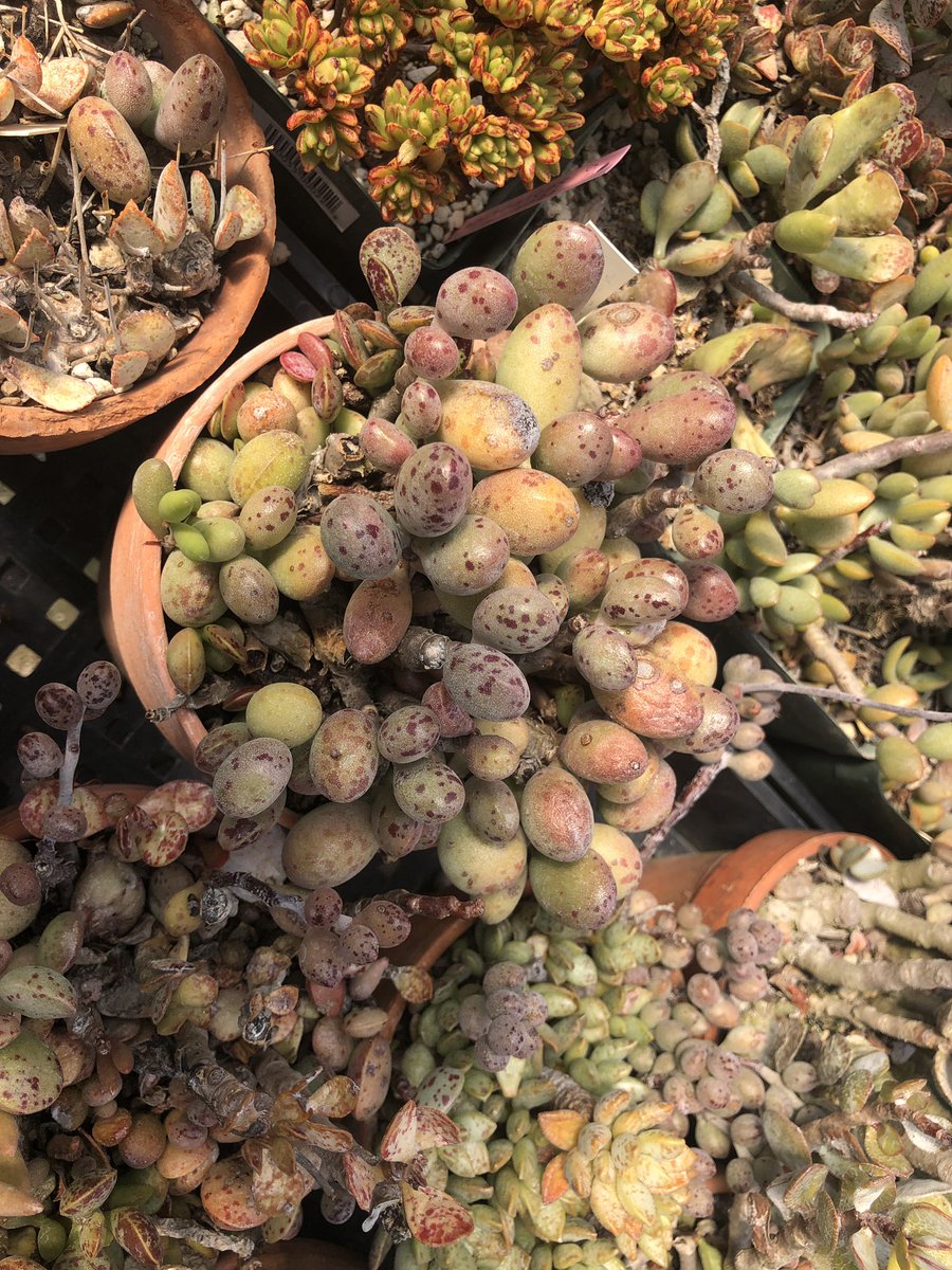 SuccInterrup_'s tweet photo. Visited my friend’s house and OMG she has a lot of unusual #Adromischus #succulents https://t.co/VFJ8iRqx3J