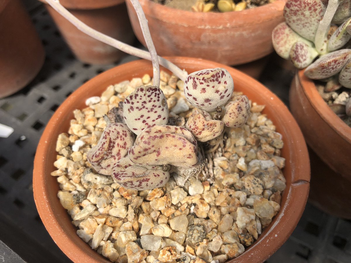 SuccInterrup_'s tweet photo. Visited my friend’s house and OMG she has a lot of unusual #Adromischus #succulents https://t.co/VFJ8iRqx3J