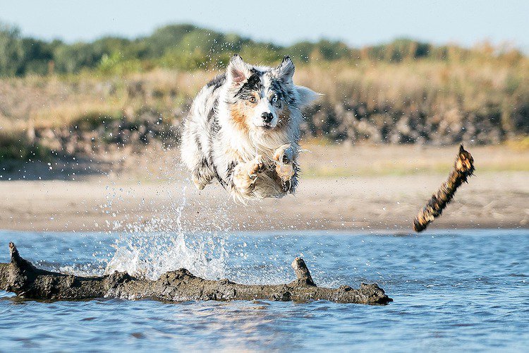 Windermere_SP's tweet photo. With warm days still upon us, take your pooch for a swim at one of these dog-friendly swimming spots in our #Sacramento region 👉 https://t.co/0rUa9I3VOI
#sacramentodogs #sacdogs #sacramentopooches #doglovers #visitsacramento #exploresac #sacramento365 #sacramentorealestate https://t.co/Jxq5d98fof