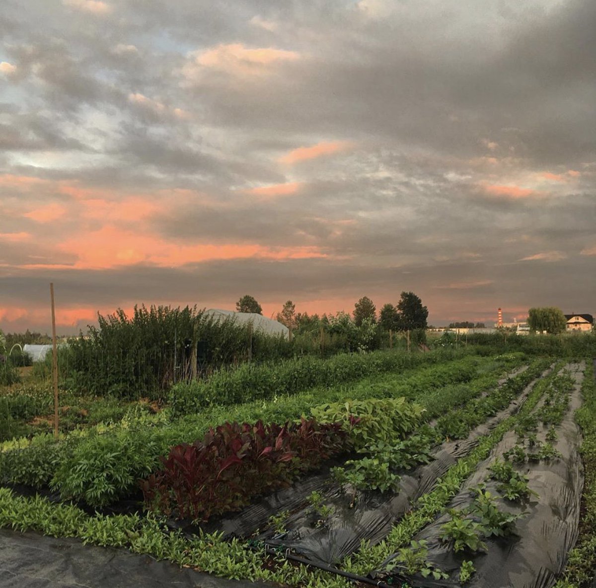 youngagrarians's tweet photo. We are so proud of the farmers who have been through the B.C. Land Matching Program! 💖Elly of Late Bloomers Flower Farm in #yvr transformed bare land to a lush flower forest this year.
Email land@youngagrarians.org or visit https://t.co/BRFzb9dmfw FMI #bclmp #growbc #bcagri https://t.co/8fiWuGONku