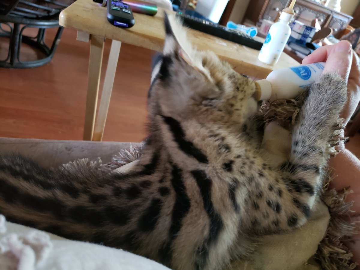 servalkitten's tweet image. #servalkitten