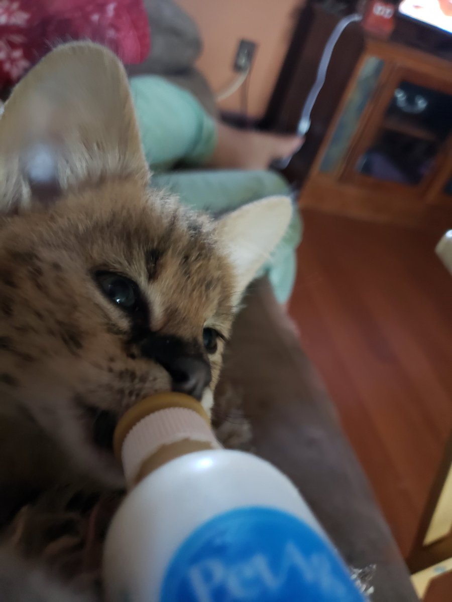 servalkitten's tweet image. #servalkitten