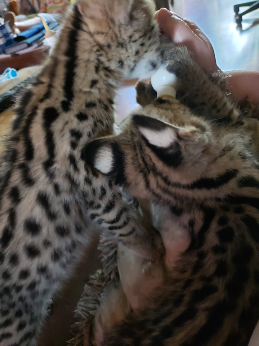 servalkitten's tweet image. #servalkitten