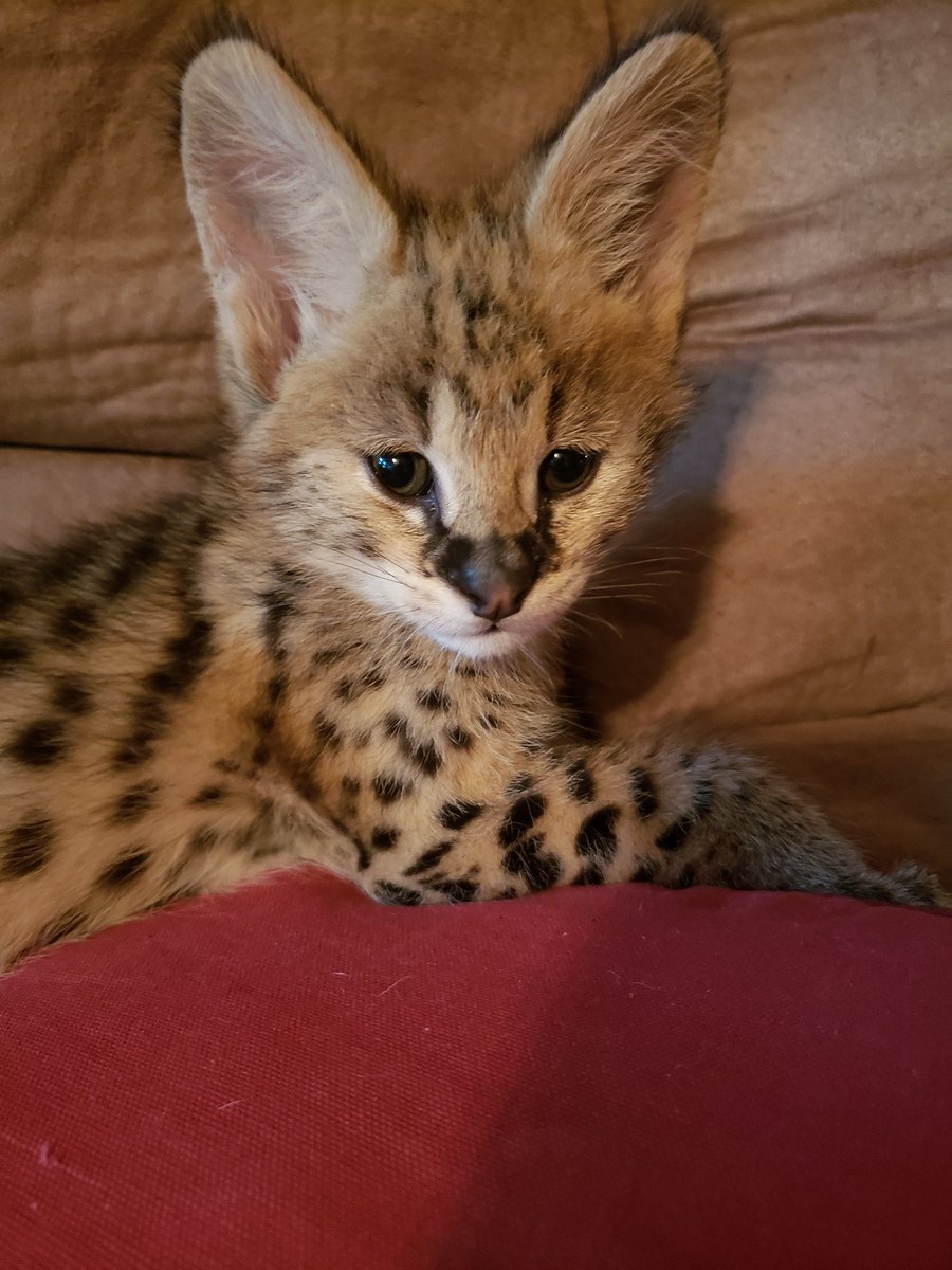 servalkitten's tweet image. #servalkitten