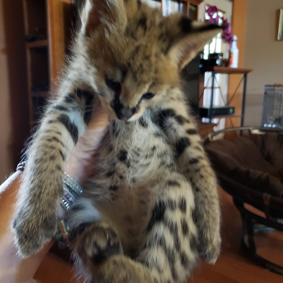 servalkitten's tweet image. #servalkitten