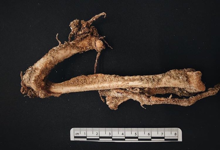 There’s also an amazing amount of preservation in these caves - in this photo, we have an articulated “leg” of the now-extinct Great Auk, which is still held together by preserved bits of soft tissue!