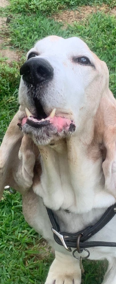 Day 1 of 7 of my 🐾 life.                  The rules: 1. No humans 2. No 
explanations 3. Challenge 1 person per day... I was challenged by <a href="/QuincyBasset/">QuincyBasset</a>  and I challenge <a href="/JakeandJack1/">Jake🐾⚜Jack🐾⚜Ree👣⚜</a> ♥️