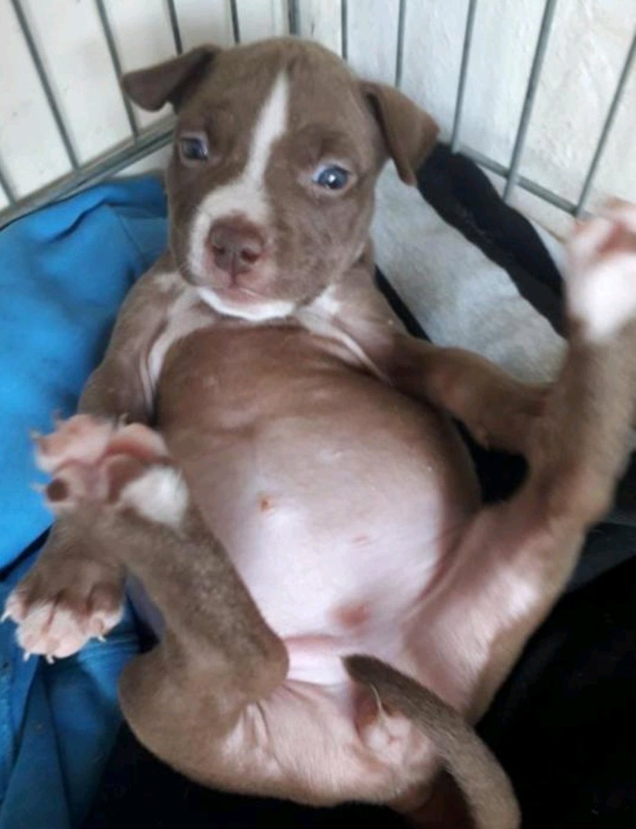 bijzondergezin's tweet photo. @Mpvanderwal @martijnpost75 @brigit25 Dit is mijn favo foto van #terrorpup https://t.co/BwyDnVQp4c